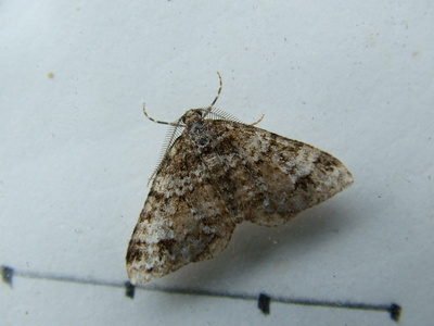 Twin-spot Carpet